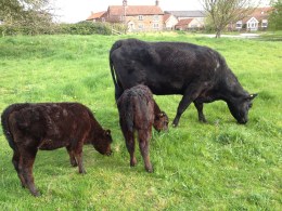 Water End EVESTAR K089